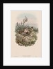 The Birds of Great Britain: Cuculus canorus by John Gould