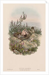 The Birds of Great Britain: Cuculus canorus by John Gould