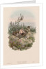 The Birds of Great Britain: Cuculus canorus by John Gould