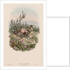 The Birds of Great Britain: Cuculus canorus by John Gould