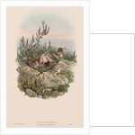 The Birds of Great Britain: Cuculus canorus by John Gould