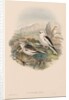 The Birds of Great Britain: Plestrophanes nivalis by John Gould