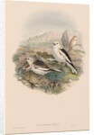 The Birds of Great Britain: Plestrophanes nivalis by John Gould