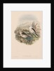 The Birds of Great Britain: Plestrophanes nivalis by John Gould