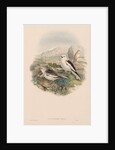 The Birds of Great Britain: Plestrophanes nivalis by John Gould