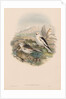 The Birds of Great Britain: Plestrophanes nivalis by John Gould