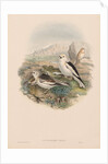 The Birds of Great Britain: Plestrophanes nivalis by John Gould