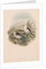 The Birds of Great Britain: Plestrophanes nivalis by John Gould