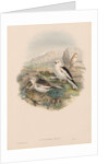 The Birds of Great Britain: Plestrophanes nivalis by John Gould