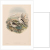 The Birds of Great Britain: Plestrophanes nivalis by John Gould