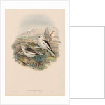 The Birds of Great Britain: Plestrophanes nivalis by John Gould
