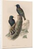 The Birds of Great Britain: Sturnur vulgaris by John Gould