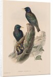 The Birds of Great Britain: Sturnur vulgaris by John Gould
