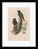 The Birds of Great Britain: Sturnur vulgaris by John Gould