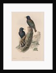 The Birds of Great Britain: Sturnur vulgaris by John Gould