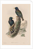 The Birds of Great Britain: Sturnur vulgaris by John Gould