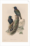The Birds of Great Britain: Sturnur vulgaris by John Gould