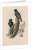 The Birds of Great Britain: Sturnur vulgaris by John Gould