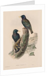 The Birds of Great Britain: Sturnur vulgaris by John Gould