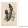 The Birds of Great Britain: Sturnur vulgaris by John Gould