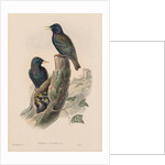 The Birds of Great Britain: Sturnur vulgaris by John Gould