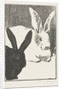 The Rabbits, 1893 by Henri Charles Guérard