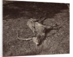 The Royal Stag, c. 1870 by James Valentine