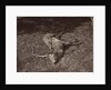 The Royal Stag, c. 1870 by James Valentine