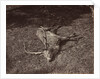 The Royal Stag, c. 1870 by James Valentine