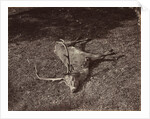 The Royal Stag, c. 1870 by James Valentine