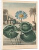 The Temple of Flora, or Garden of Nature: Blue Egyptian Waterlily, 1804 by Robert John Thornton