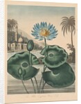 The Temple of Flora, or Garden of Nature: Blue Egyptian Waterlily, 1804 by Robert John Thornton