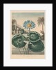 The Temple of Flora, or Garden of Nature: Blue Egyptian Waterlily, 1804 by Robert John Thornton