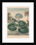 The Temple of Flora, or Garden of Nature: Blue Egyptian Waterlily, 1804 by Robert John Thornton