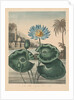 The Temple of Flora, or Garden of Nature: Blue Egyptian Waterlily, 1804 by Robert John Thornton
