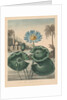 The Temple of Flora, or Garden of Nature: Blue Egyptian Waterlily, 1804 by Robert John Thornton