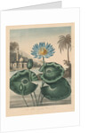 The Temple of Flora, or Garden of Nature: Blue Egyptian Waterlily, 1804 by Robert John Thornton