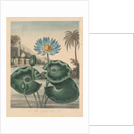 The Temple of Flora, or Garden of Nature: Blue Egyptian Waterlily, 1804 by Robert John Thornton