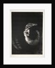 The Temptation of Saint Anthony: It Is a Skull Wreathed with Roses…, 1888 by Odilon Redon; Becquet; Edmond Deman