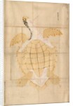Tortoise, 18th century by Unknown