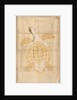 Tortoise, 18th century by Unknown