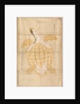 Tortoise, 18th century by Unknown