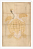Tortoise, 18th century by Unknown