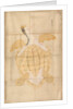 Tortoise, 18th century by Unknown