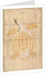 Tortoise, 18th century by Unknown