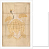 Tortoise, 18th century by Unknown