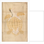 Tortoise, 18th century by Unknown
