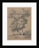 Tree Study, 19th century by Jules Coignet