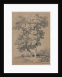 Tree Study, 19th century by Jules Coignet