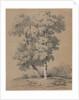 Tree Study, 19th century by Jules Coignet